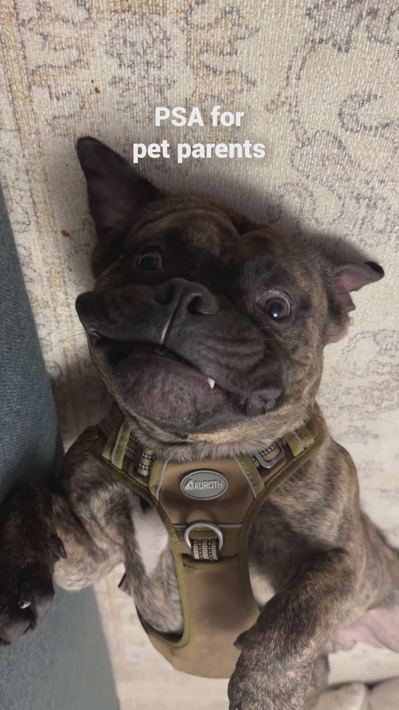 Pet Benefits